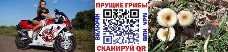 Псилоцибиновые грибы прущие грибы Артёмовск